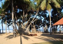 Hibiscus Beach Hotel — фото 3